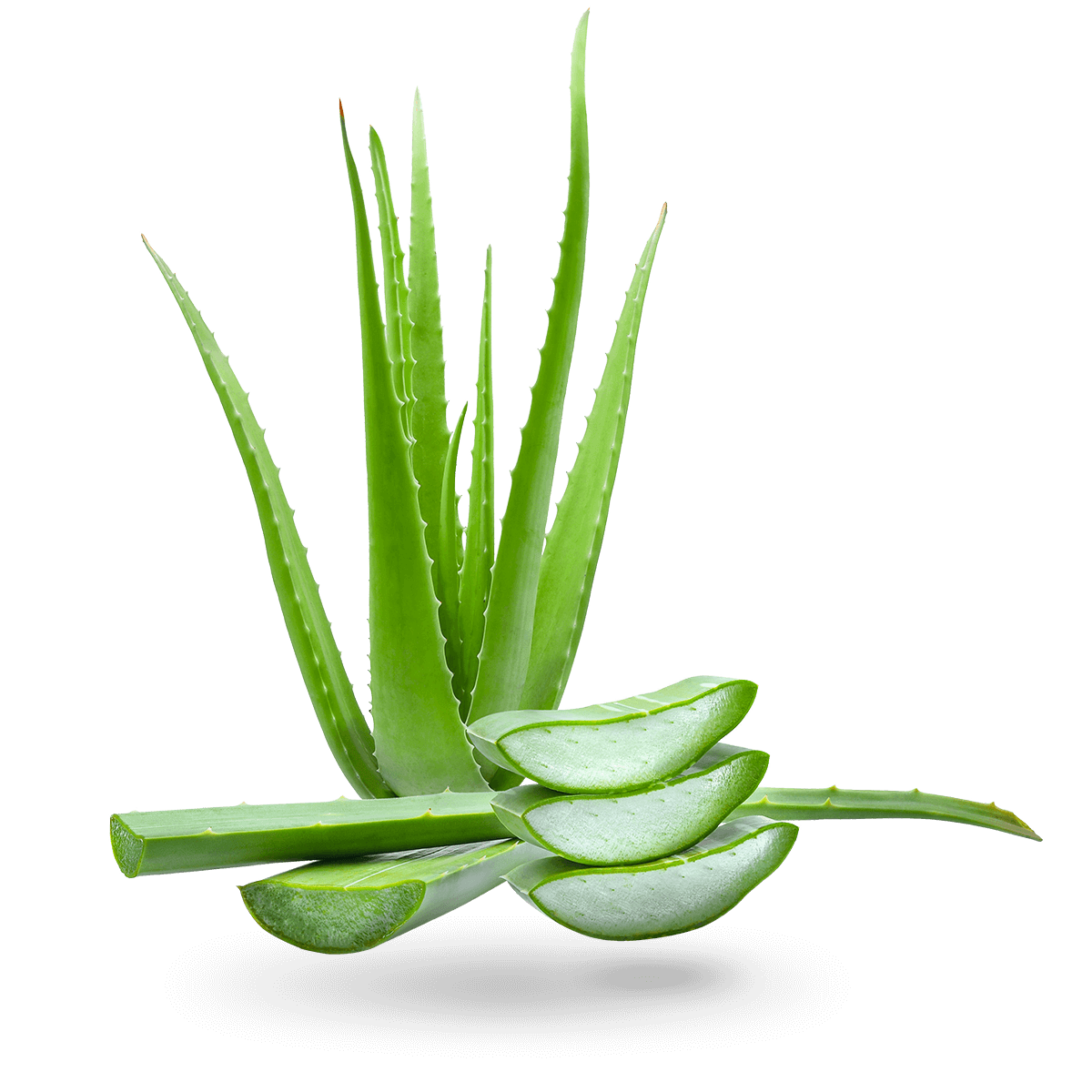 VANDENS PAGRINDO LUBRIKANTAS SU ALAVIJU "HOT NATURE LUBE" - 30 ML  
Pajuskite Aloe Vera galią su “Nature Lube”. 
Pagrindiniai lubrikanto privalumai:
Praturtintas  aukštos kokybės  medžiagomis ir  Aloe Vera . 
Pagaminta ir pagal aukščiausius standartus patikrinta Vokietijoje. 
Patvirtintas dermatologiškai . 
Ilgalaikis drėkinimas  nereikalaujantis papildomos produkto aplikacijos. 
Jis  bekvapis  ir  beskonis . 
Ypač draugiškas odai, tad tiks net ir turintiems  itin jautrią odą . 
Savo sudėtyje neturi parabenų, dirbtinių dažiklių, kvapiųjų medžiagų ir konservantų. 
Yra tirpus vandenyje, nelimpa, netepa ir nepalieka likučių. 
Tinkamas naudoti vaginalinei sueičiai su prezervatyvais, masažo prietaisais ir guminiais bei latekso erotiniais žaislais. 
 
Kaip išsirinkti ir tinkamai naudoti lubrikantą?   
 